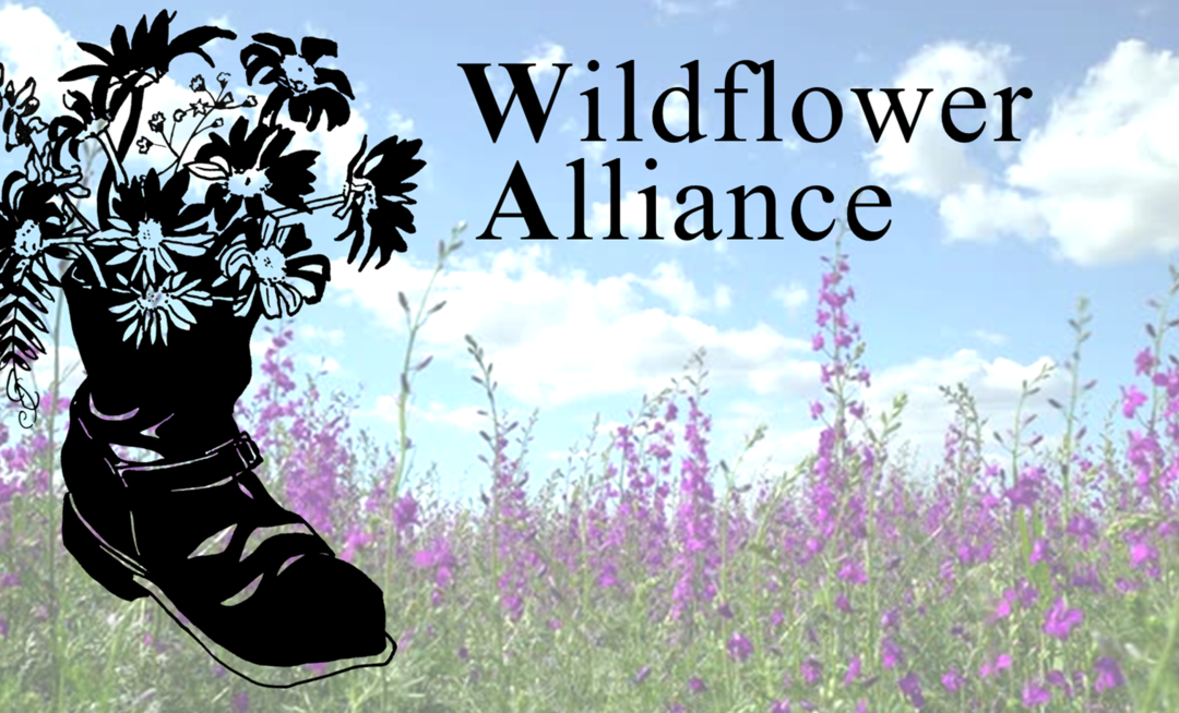 Trusting People as Experts of Themselves: Sera Davidow on the Wildflower Peer Support Line