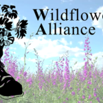 Wildflower Alliance